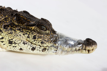 cub Nile crocodile Crocodylus niloticus. muzzle with teeth wrapped with tape for safety. rules for the transportation of exotic animals