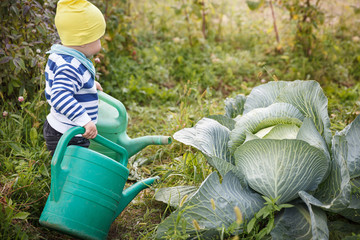 A small kid with watering cans in the garden helps to water the big cabbage. Activities for...