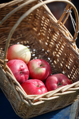 Fresh, organic, bio apples in a wicker basket in the summer garden. Basket of apples on a sunny day. Garden concept