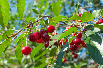 Juicy red cherries hanging on the branch.