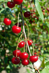 Juicy red cherries hanging on the branch.