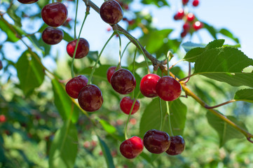 Juicy red cherries hanging on the branch.