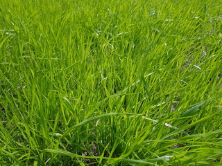 green grass background