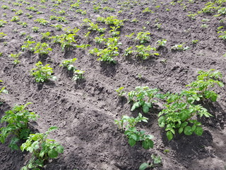 garden beds in the garden