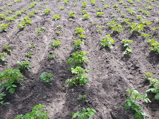 growing potatoes in the garden