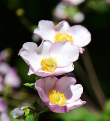 Heckenrosen - Rosa Wildrosen in Blüte