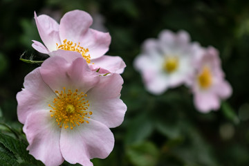 Obraz na płótnie Canvas little pink flowers in the garden