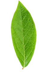 Obraz premium Blueberry leaf clipping path
