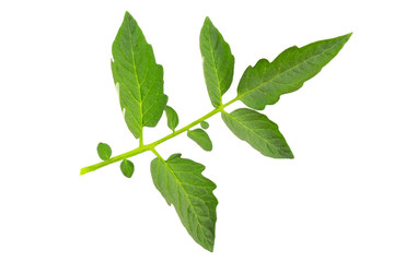 Fototapeta premium foliage of tomatoes isolated