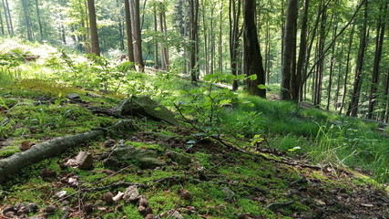 grass, moss, forest, green old trees