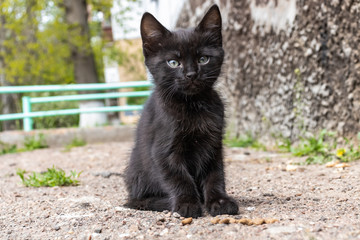 Naklejka na ściany i meble black kitten on the street
