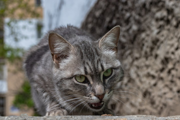 Obraz na płótnie Canvas cat in garden