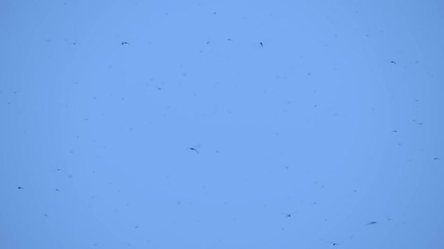 Many, large number, invasion of flying dragonflies against a blue sky, India. Slow mo, slo mo, slow motion, high speed camera