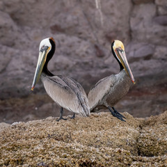 Two Brown Pelicans (Pelecanus occidentalis)