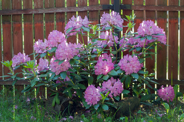 Rozkwitnięty lilaróżowy rododendron na tle sztachet ogrodzenia.