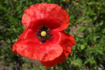 Fototapeta na wymiar Bright red poppy flower on a sunny day close up