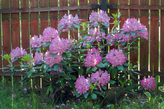 Rozkwitnięty lilar&oacute;żowy rododendron na tle sztachet ogrodzenia.