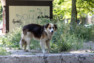 dog in park