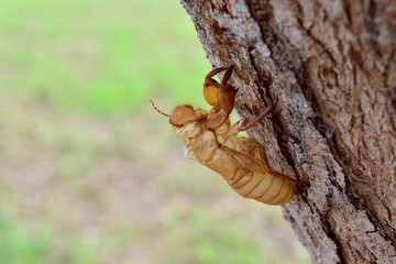 Beautiful nature scene macro cicada molting. Showing of eyes and wing detail.Cicada in the wildlife nature habitat using as background or wallpaper.Cicada insect stick on tree. Cicada skin