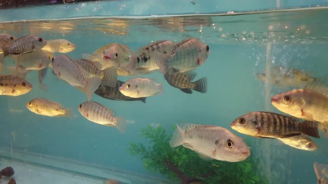 the fish is designed for foot massage in the aquarium