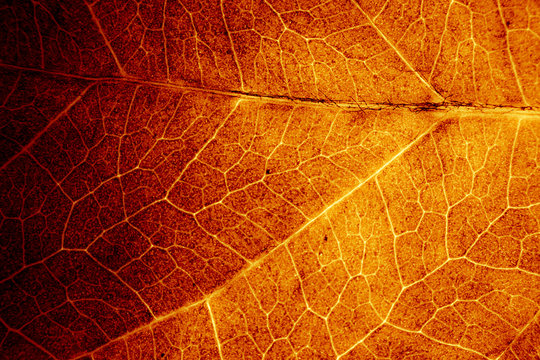 Red nature leaf. Orange leaf. Abstract organic texture of leaf.