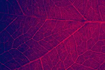 Naklejka na ściany i meble Red leaf. Science and biology concept. Abstract organic texture of leaf.