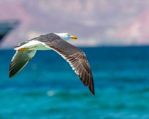 Yellow-footed Gull (Larus livens)