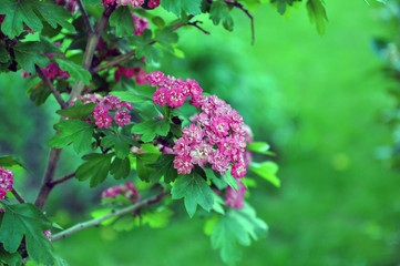 Decorative hawthorn in the garden. Blooming garden. Spring