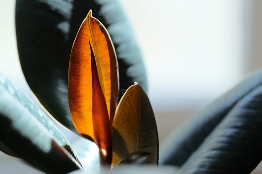 orange plant leaf growing in sun