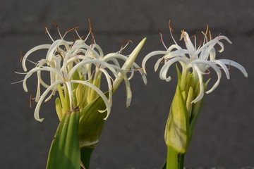 Grand crinum lily (Crinum asiaticum)