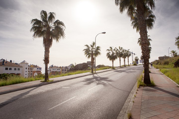 Fototapeta premium tree lined road in spain