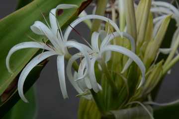 Grand crinum lily (Crinum asiaticum)