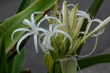 Grand crinum lily (Crinum asiaticum)