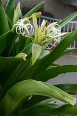 Fototapeta premium Grand crinum lily (Crinum asiaticum)