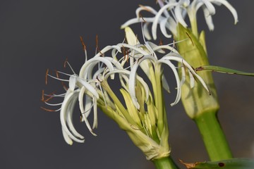 Grand crinum lily (Crinum asiaticum)