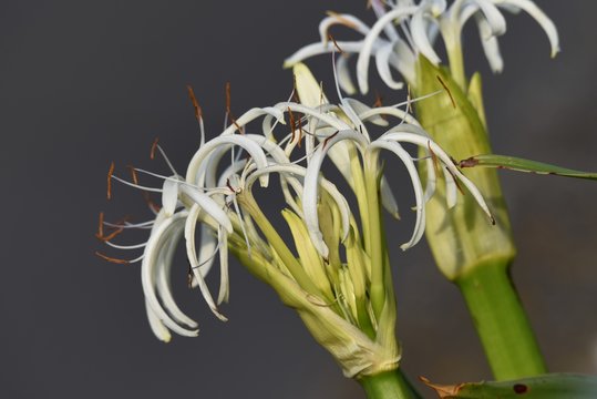 Grand crinum lily (Crinum asiaticum)