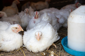 White broiler chickens in cage at poultry farm