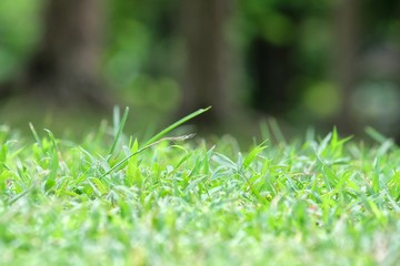 In senlective focus green grass field with bokeh light and blur nature background at the park in bright day 