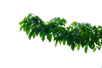 for green foliage backdrop 