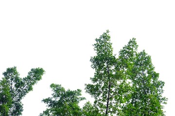 Tropical tree leaves with branches on white isolated background for green foliage backdrop 