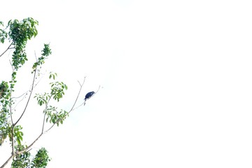 Local tropical bird sitting on the top of a tropical tree on white isolated background 