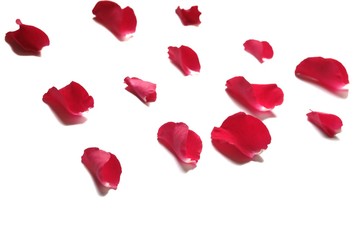 In senlective focus a group of red rose corollas on white isolated background 