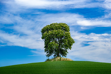 Fototapeta na wymiar Single tree on a hill with blue sky and clouds