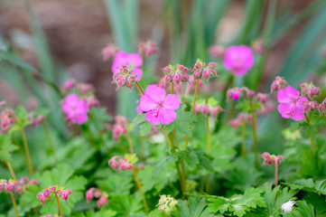 Geranium cantabrigiense karmina flowering plant with buds, group of ornamental pink cranesbill flowers in bloom in the garden