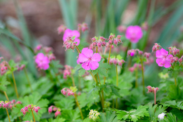 Fototapeta premium Geranium cantabrigiense karmina flowering plant with buds, group of ornamental pink cranesbill flowers in bloom in the garden