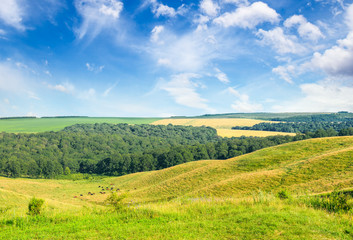 Fototapeta na wymiar Magnificent pasture landscape and blue sky