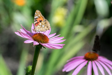 Vanessa cardui sitting on Echinacea purpurea flowering plant, eastern purple coneflower in bloom