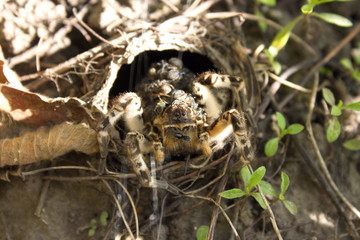 The female tarantula