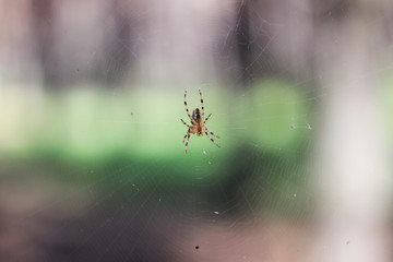 a spider on a cobweb in anticipation of food 