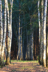 Fototapeta premium Beautiful forest in spring with bright sun shining through the trees